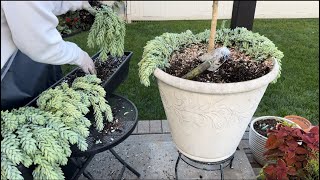 Digging up Caladium bulbs and bringing succulents in for winter [upl. by Gebelein]