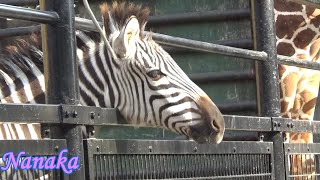 54 Cute zebra baby NANAKAs adventure シマウマの赤ちゃんの成長記録【Cute animal baby videos】【羽村市動物公園】 [upl. by Anaek99]