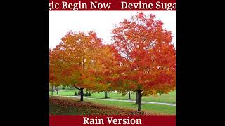 Sugar Maple Spirit Boost 🍁  Sweetness Abundance amp Endurance with Rain Sound Affirmations [upl. by Elleina]