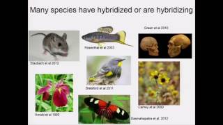 Schumer Assortative mating and hybrid incompatibility in natural hybrid populations [upl. by Hatfield]