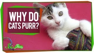 Why Do Cats Purr [upl. by Ellened]