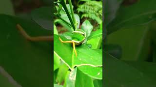 Spicebush swallowtail caterpillar [upl. by Ahsirtal]