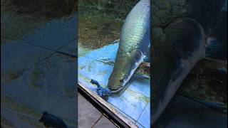 Arapaima attack 🤯❤️ arapaimagigas monsterfish shortsfeed [upl. by Wappes409]