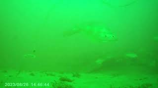 Bridlington bay wreck fishing underwater camera ling and dog fish [upl. by Mccowyn]