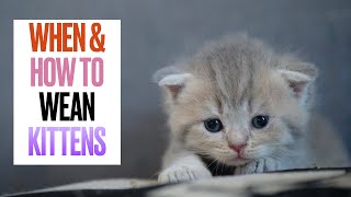 When and How to Wean Kittens [upl. by Stonwin]