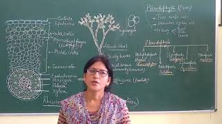 BSc part ll Psilotum lecture 1 [upl. by Kerrie]