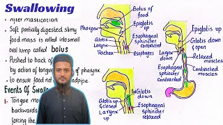 Swallowing process  peristalsis and antiperistalsis  digestion in oral cavity  class 11 [upl. by Elrae]