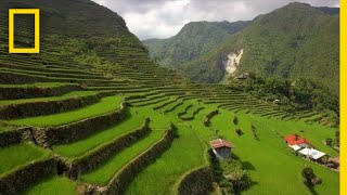 Soar Over the Lush Rice Terraces of the Philippines  National Geographic [upl. by Yenmor940]