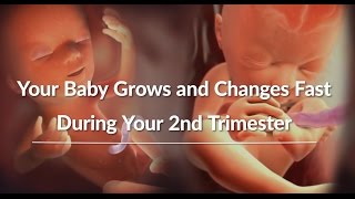 Your Growing Babys Changes Through the Second Trimester  WebMD [upl. by Ennyrb681]