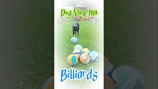 Dog plays with balls dogvlog dogvlogs dogs [upl. by Varion543]