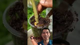 Effect of banana on lemon tree propagation shorts agriculture farming [upl. by Botnick680]