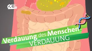 Verdauungsvorgänge  alpha Lernen erklärt Biologie [upl. by Ryan]