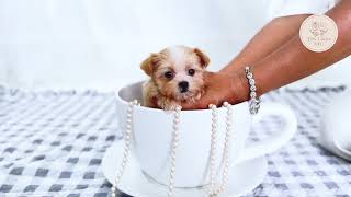 Adorable puppy 🐶 quotCharviquot teacup Maltipoo cutestpuppy tinydog [upl. by Gavin]