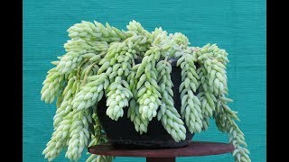 How to Grow and Care for a Donkeys tail Burros tailSucculent [upl. by Naitsabas]