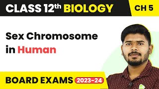 Sex Chromosome in Human  Class 12 Biology Chapter 5 NCERTNEET 202223 [upl. by Ruelle]