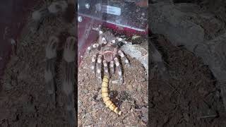 Acanthoscurria geniculata shorts tarantula cute pets inverts cutepets taproot [upl. by Eselahs]