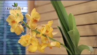 Comment entretenir une orchidée   Truffaut [upl. by Supple423]