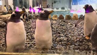 Gentoo penguins ran [upl. by On]