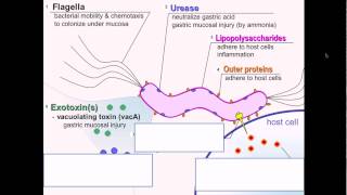 Helicobacter pylori pathgnesis [upl. by Ettenim940]