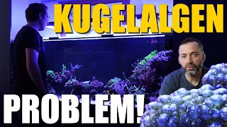 Mein Meerwasseraquarium  PROBLEME LÖSUNGEN neue TIERE [upl. by Meilen]