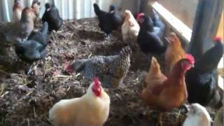 Be prepared egg and meat production hens and roosters Prepping in the backyard [upl. by Sum]