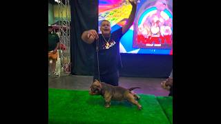 4 GRANDES EJEMPLARES EN EL STACKOFF EN EL quotWORLD DOG SHOWquot [upl. by Nancee]