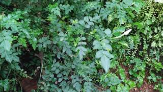 Jasminum grandiflorum Jasmine plant flowers blooms in my home garden [upl. by Iinde]