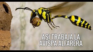 Así trabaja la 🐝 Avispa Alfarera🐝 [upl. by Middlesworth]