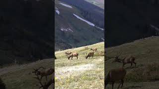 Bull Elk on the Alpine Tundra in the Rocky Mountain National Park [upl. by Analad]