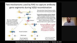 Visualizing a lymphocyte genome editor watching RAG recombinase locate antibody genes in B cells [upl. by Julissa423]