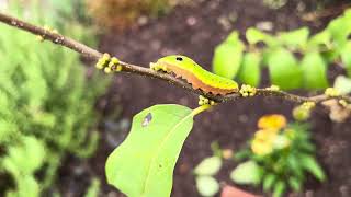 Spicebush Caterpillar [upl. by Carleen130]