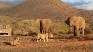 massive elephant bull attacking the male lions video [upl. by Crim]