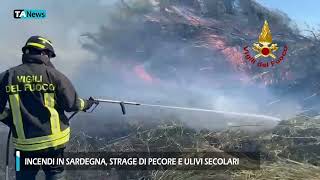 Incendi in Sardegna strage di pecore e ulivi secolari [upl. by Allenod]