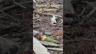 Squirrel’s dinner at Yosemite america california yosemite yosemitenationalpark [upl. by Certie]