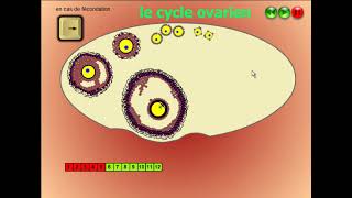 Le cycle ovarien [upl. by Ahtan]