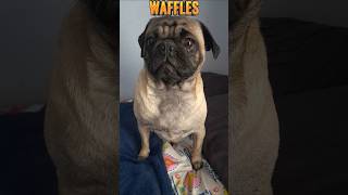 Who Broke The Vase Comment down who you think broke the vase Muffin Waffles or Wyatt [upl. by Farley]