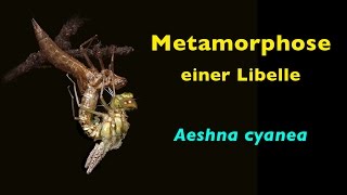 Metamorphose einer Libelle Aeshna cyanea [upl. by Kcired]