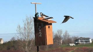 Intraspecific Competition for Tree Swallow Boxes Increases as More Birds Arrive [upl. by Duff]