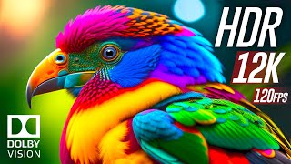 Best of Dolby Vision 12K HDR 120fps [upl. by Christan]