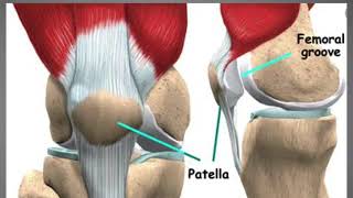 Patella ostéologie du membre inférieur [upl. by Haynes]