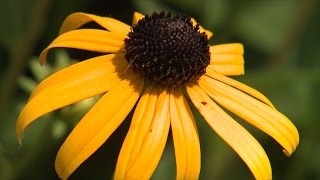 Rudbeckia [upl. by Jewelle]