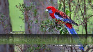 Crimson Rosella Calls amp Sounds [upl. by Aniaj]