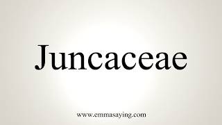 How To Pronounce Juncaceae [upl. by Langelo886]