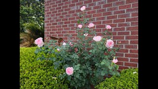 David Austin  Scepterd Isle tree rose  Spring 2023  Mobile AL  Zone 8b [upl. by Rumilly515]