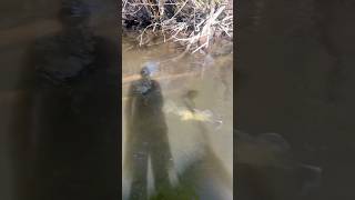 2 Huge Cod FIGHTING for Territory fish fishing murraycod fishinglife [upl. by Pineda]