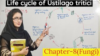 life cycle of loose smut of wheat  Ustilago tritici disease cycle club fungi class 11  urduhindi [upl. by Ines]