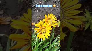 Gazania 🥰 Flowers [upl. by Alejandrina]