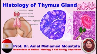 Histology of Thymus Gland prof Dr Amal Mohamed Moustafa [upl. by Llenrag]