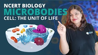 Microbodies  Cell  Class 11 Biology [upl. by Yaral]