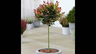 Photinia Little Red Robin indoor and outdoor plant [upl. by Eatnhoj129]